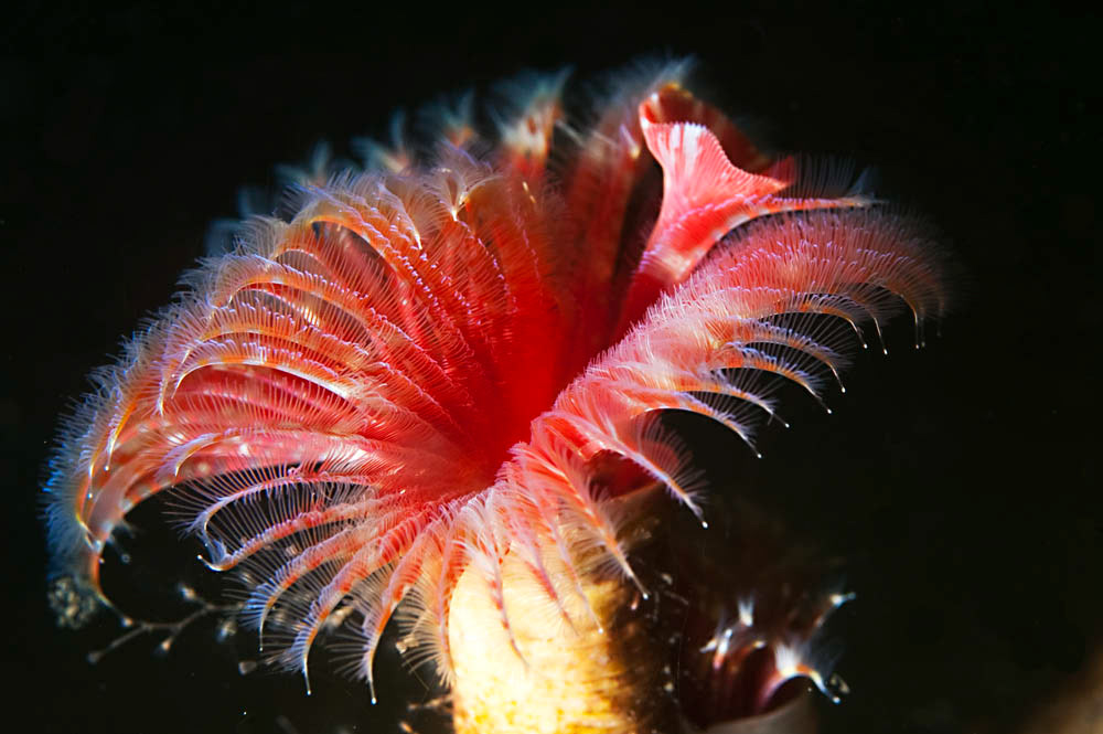 marine life UK underwater Colourful  sea Ecology