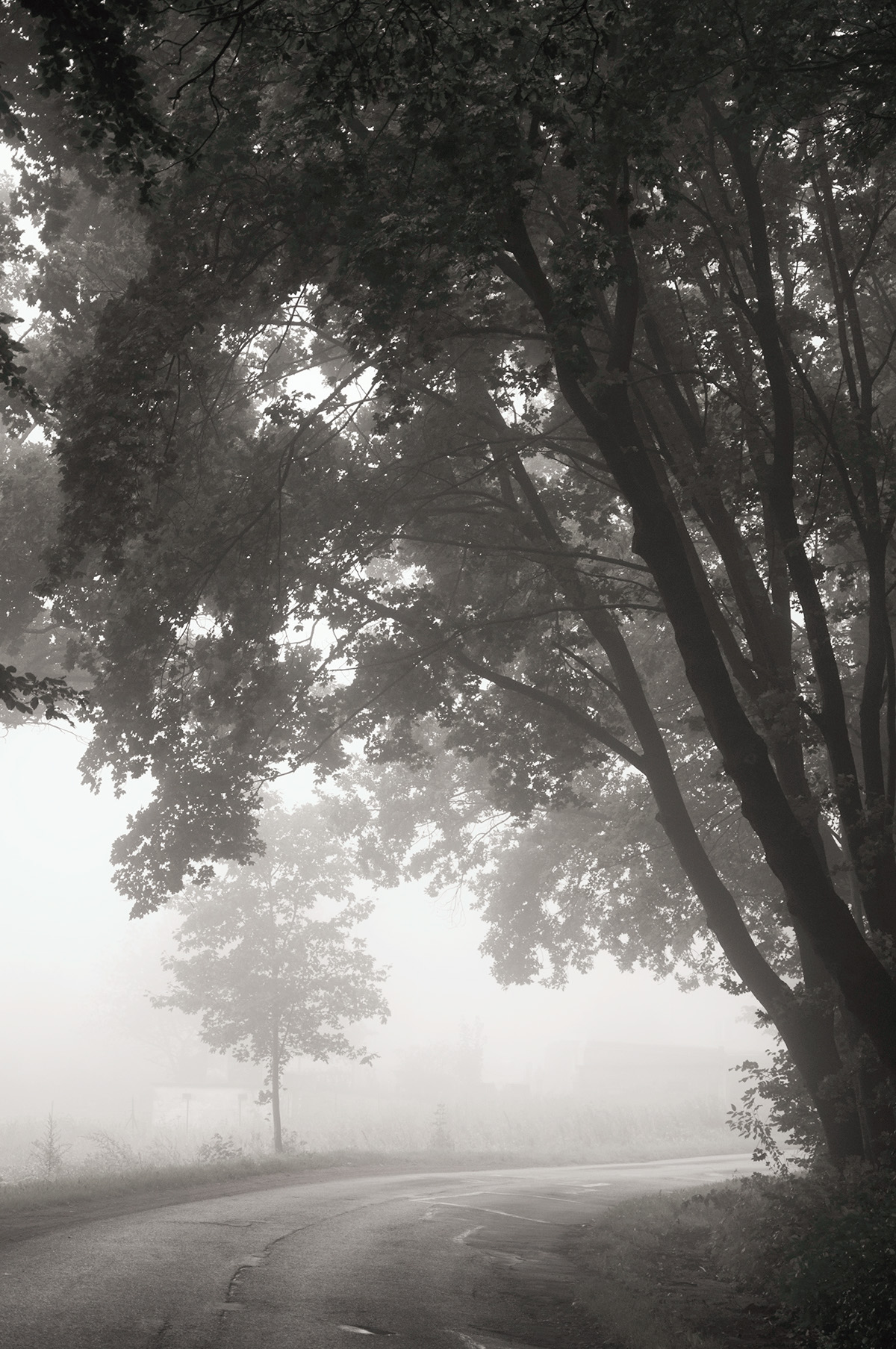 fog forest rain cloudy mist Mystic