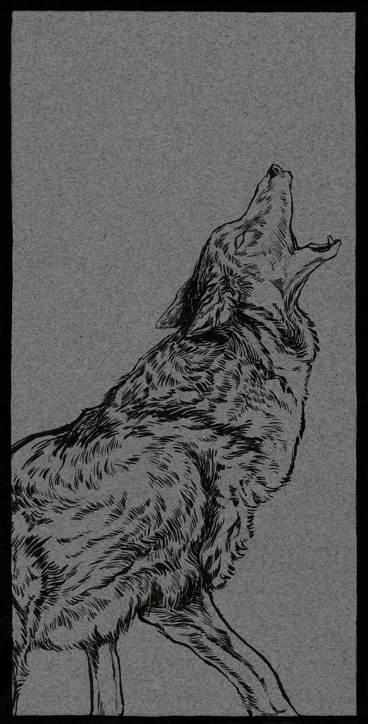 animal ink coyote vulture grey dirty decibels Recording studio ILLUSTRATION 