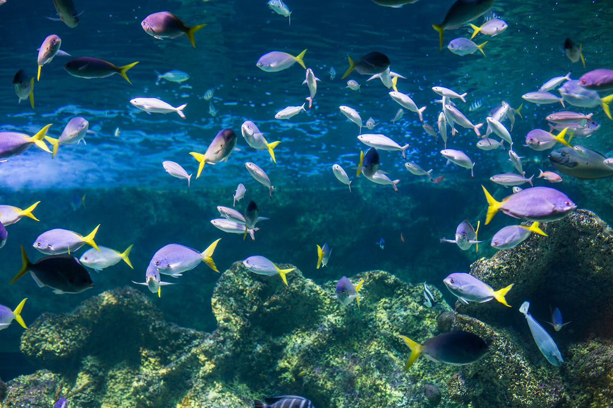 fish fishes aquarium sea Ocean under the sea dive sydney Australia
