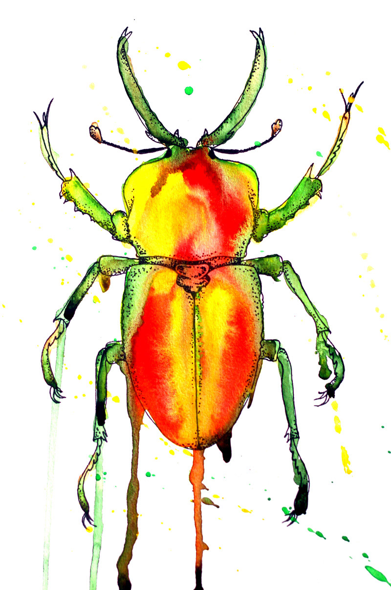 bug beetle Nature watercolor ink paper