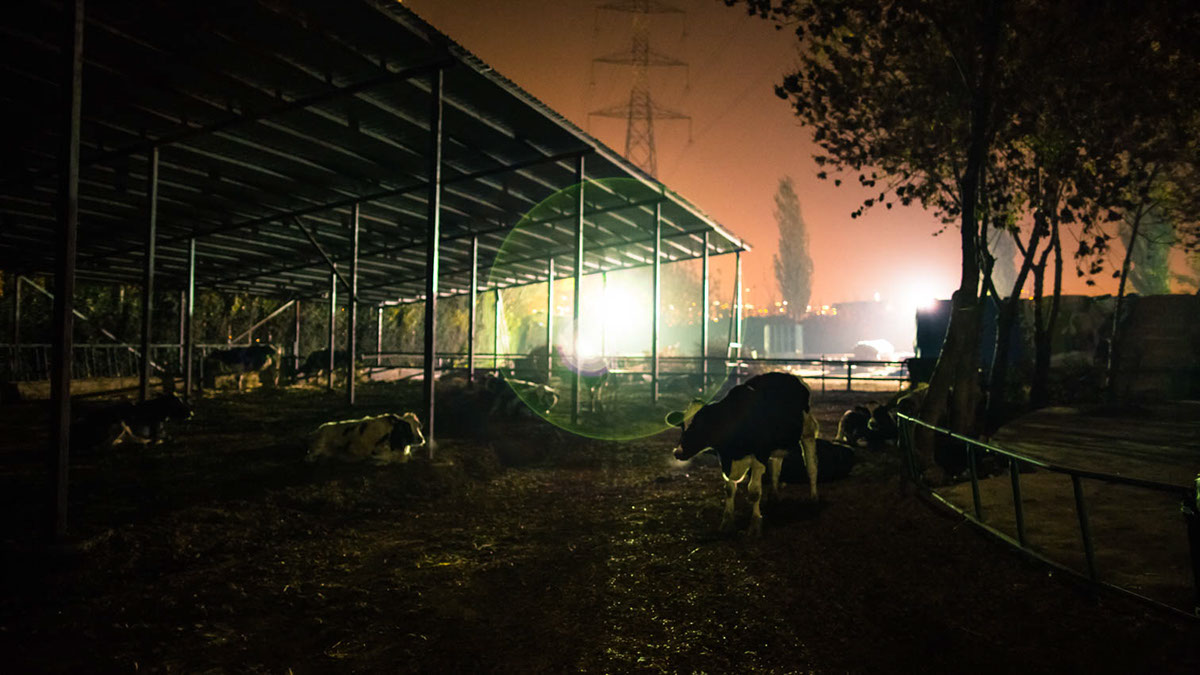 Skaf Farm skaf Dairy photomentary factory Documentary 