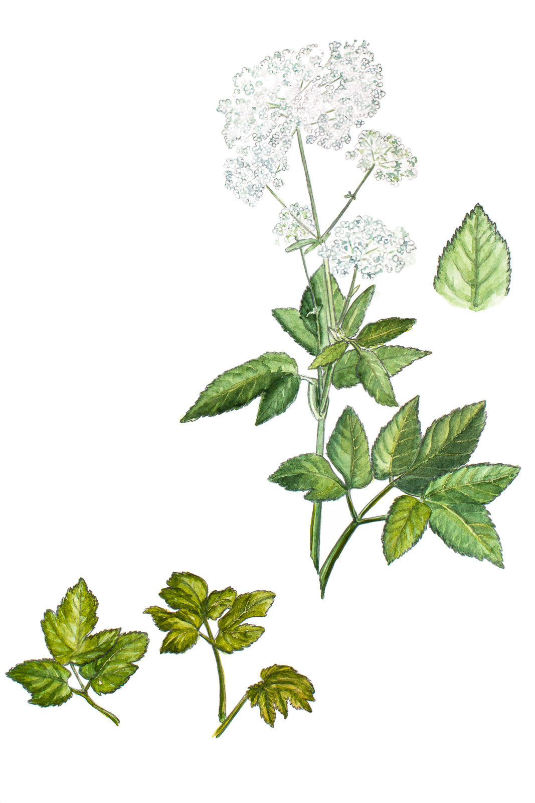 Adobe Portfolio flower elder ground-elder botanical illustration Nature plants