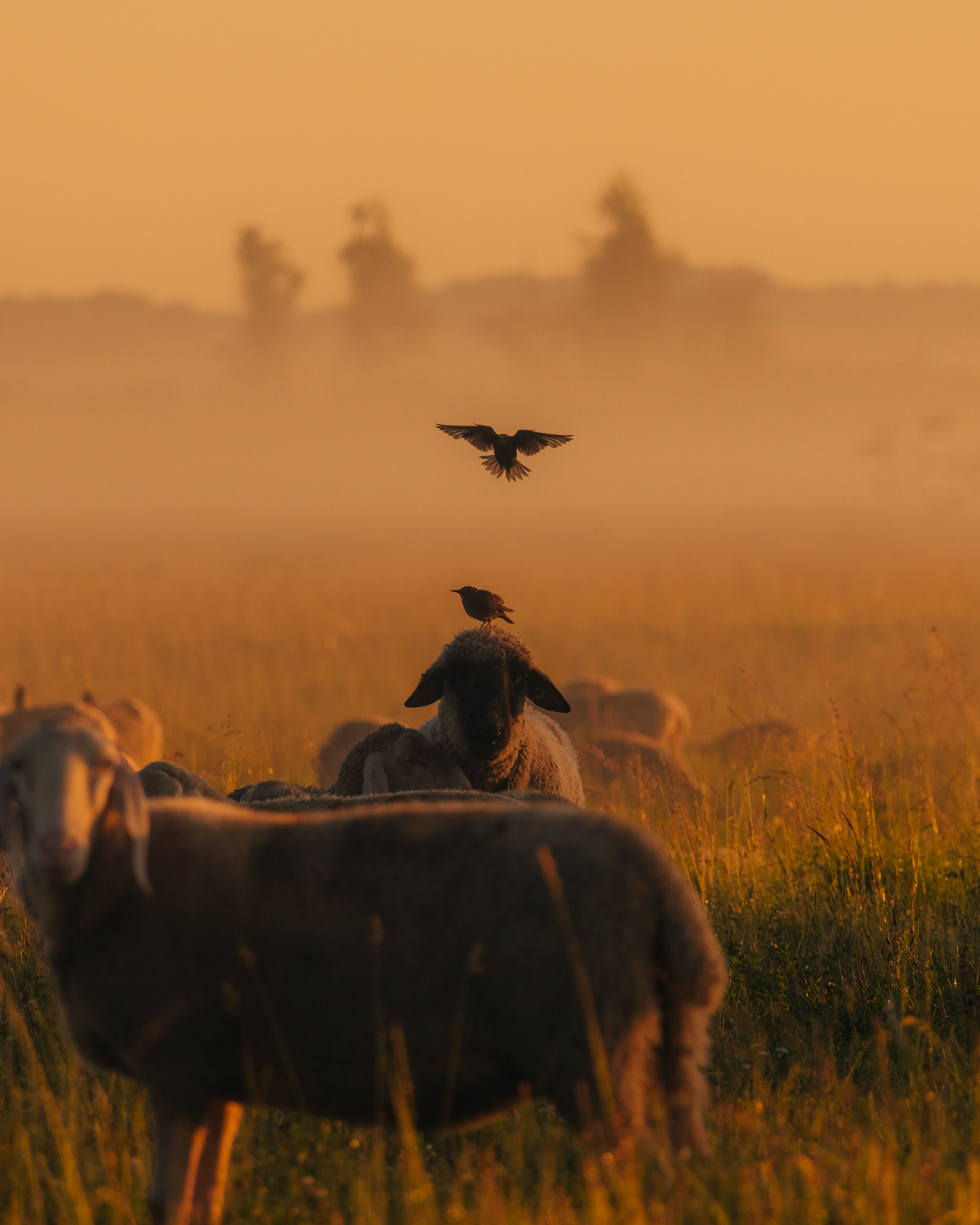 animals birds germany golden hour Landscape Nature sheep Sunrise wildlife