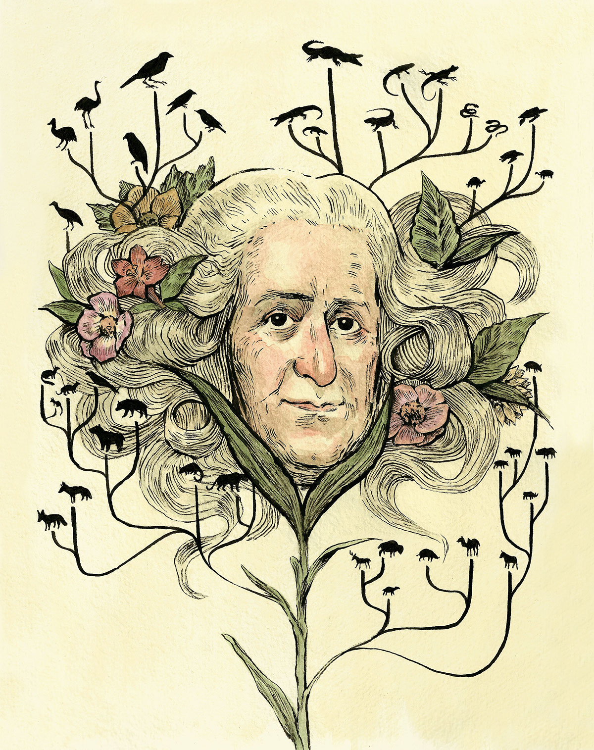 Carl Linnaeus on Behance