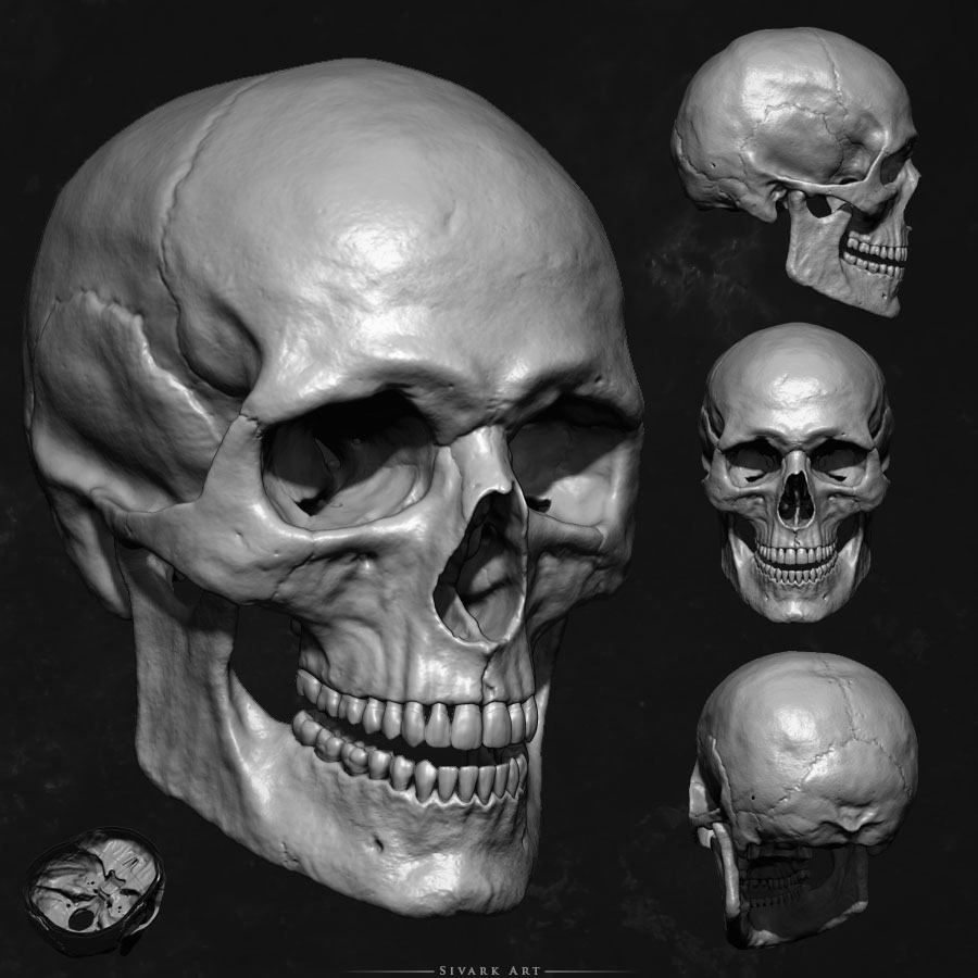 sivarkart,sivark,art,3D,3d modeling,3d sculpting,anatomy,skull,skelet...