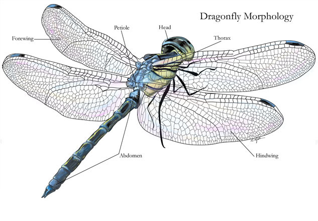 dragonfly Nature beauty Ardunio Insects Electronics projection complexity structure new media modern art