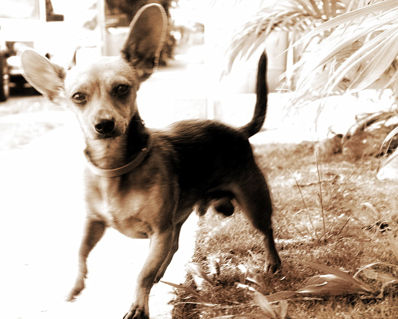 animals dogs canine people portrait Canon puerto rico Pug chihuahua