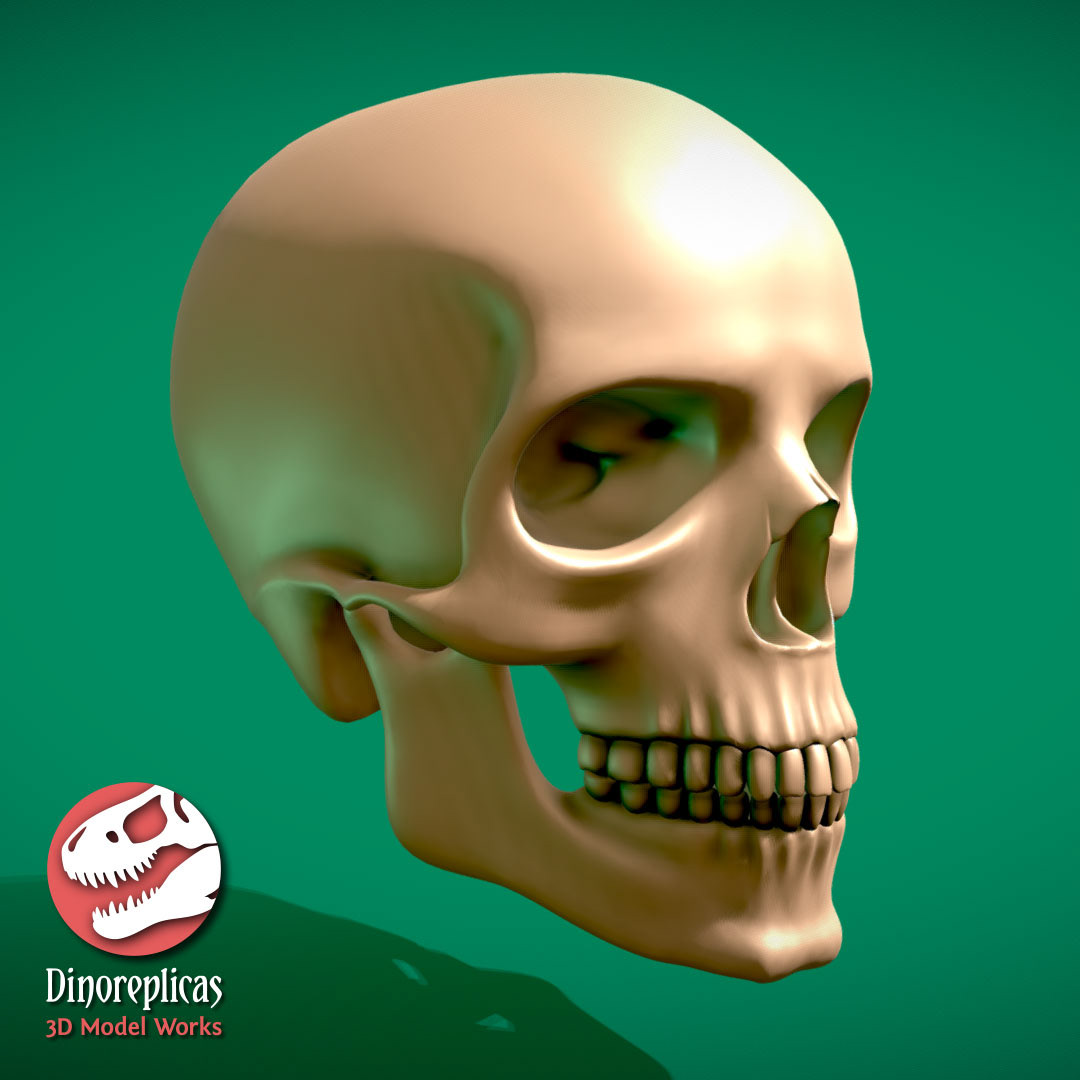 3D anatomy bone Cranium human jaw model skull teeth