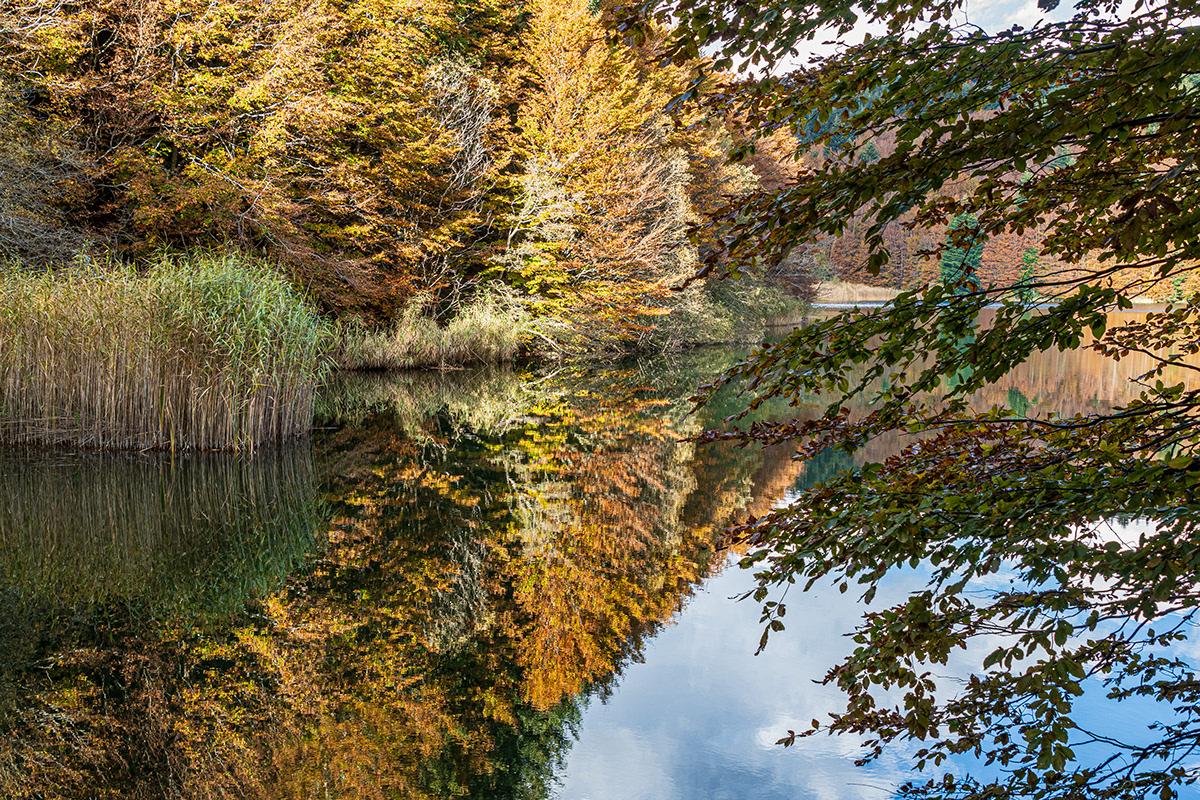 Alberi autunno Fall foliage Lago lake mountain relax riflessi wood