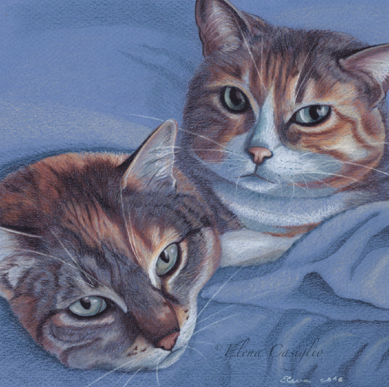 Pet portrait of two cats made with colored pencils by Elena Casiglio