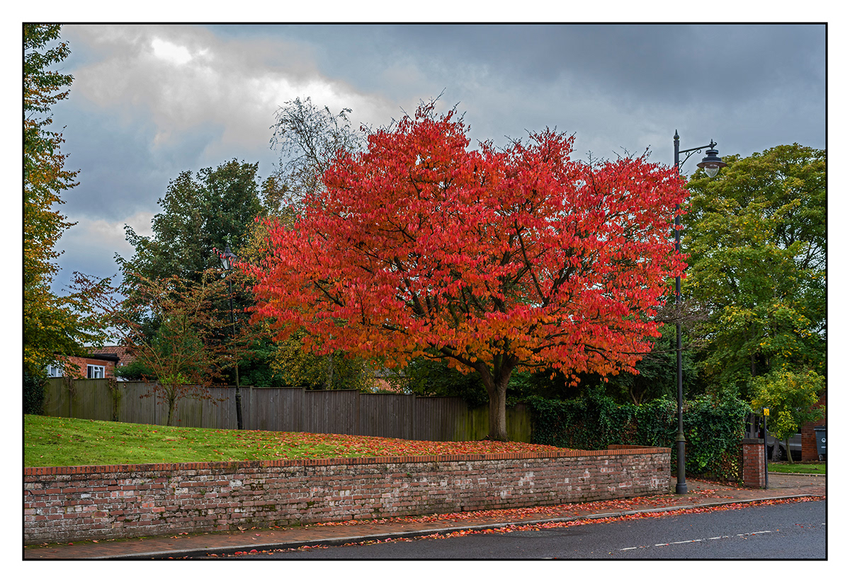 autumn colours colour