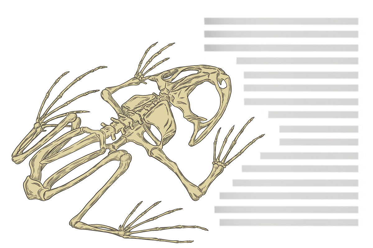 bones frog Procreate zoology biology Nature skeleton structure handout zoologists
