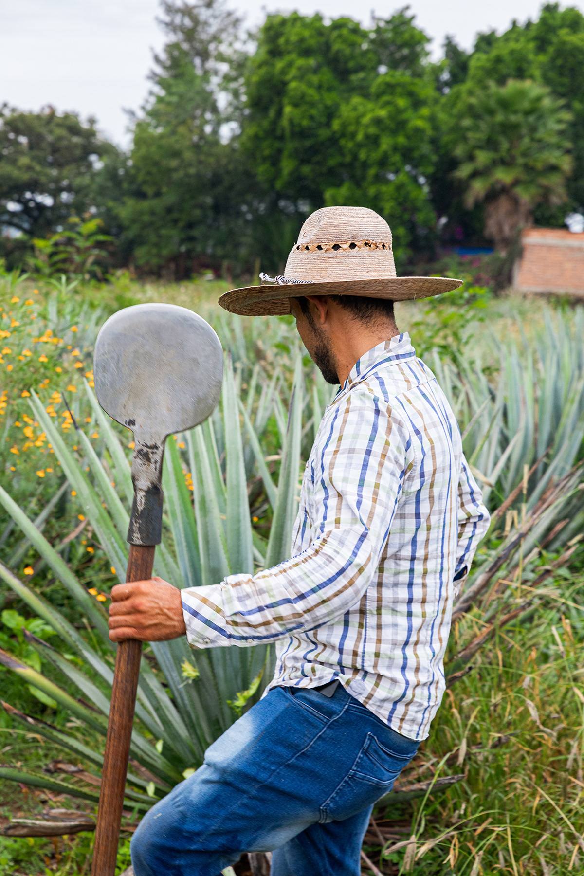 agave alcohol jalisco Jimadores Landscape Maguey mexico Nature Tequila Work 