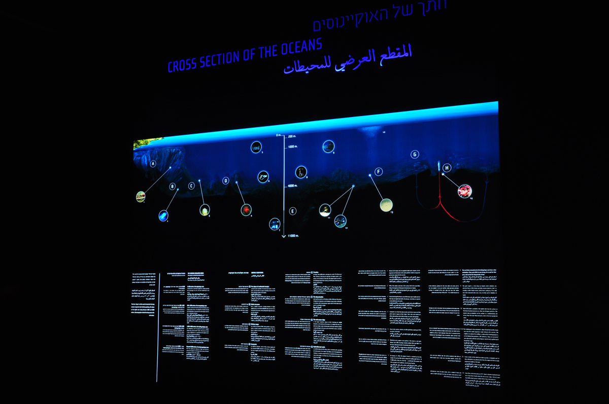 vadik bakman vadbak deep Exhibition  hebrew arabic dual Diversity musuem science bioligy Ocean