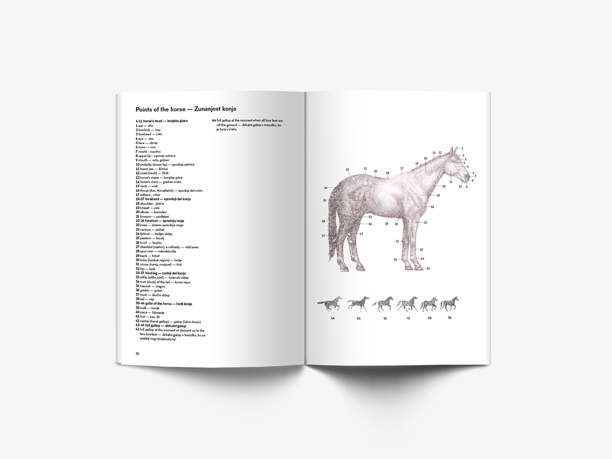 graphic horse scientificillustration science biology animalia animalium screenprint poster dictionary