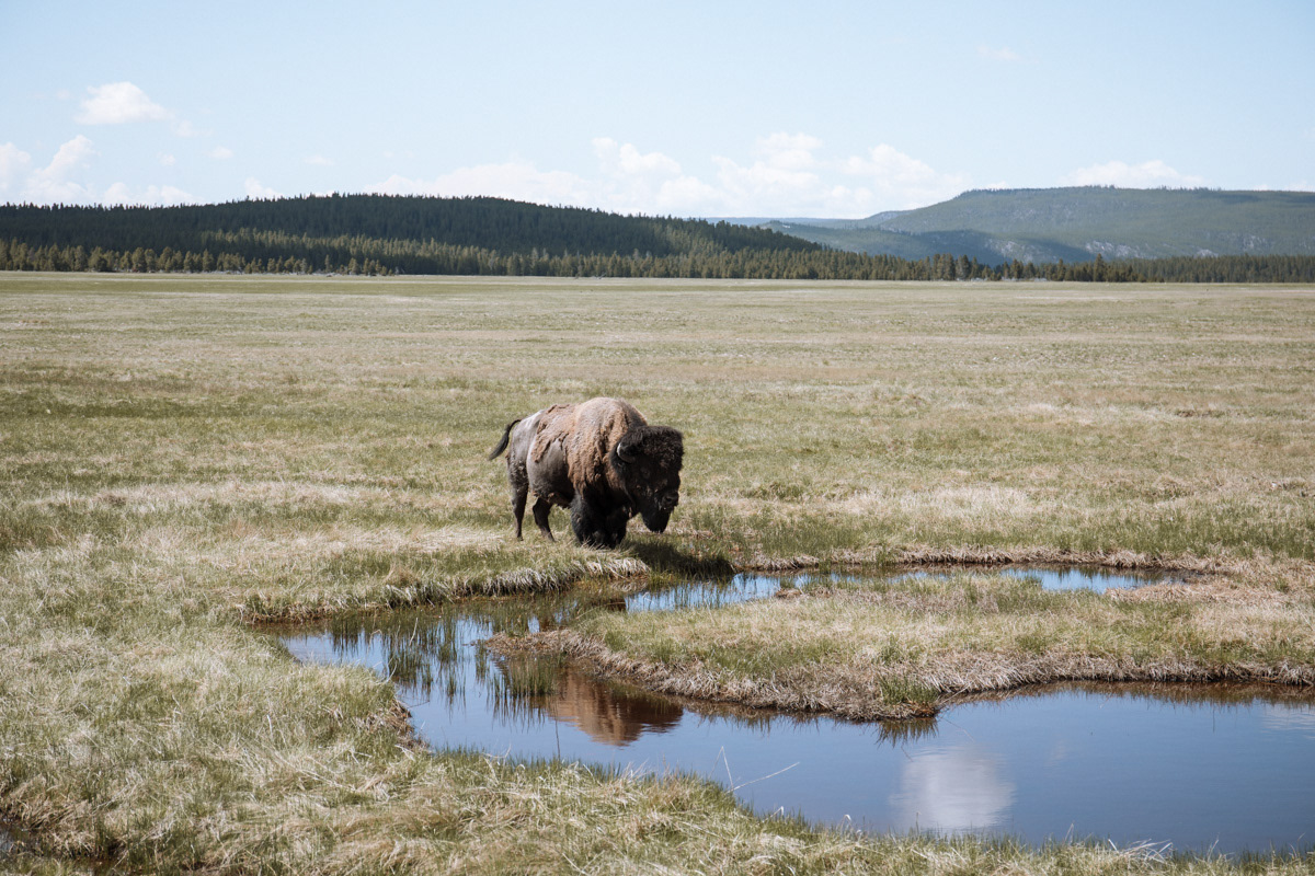 tessa woods Yellowstone National Park wildlife Photography  Landscape bison Buffalo