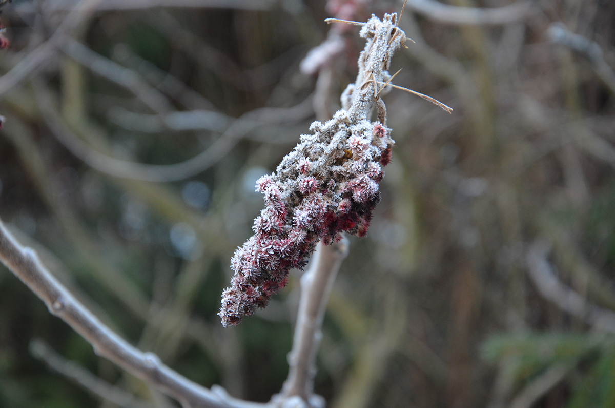 plants Nature Photography  winter hoarfrost sumac