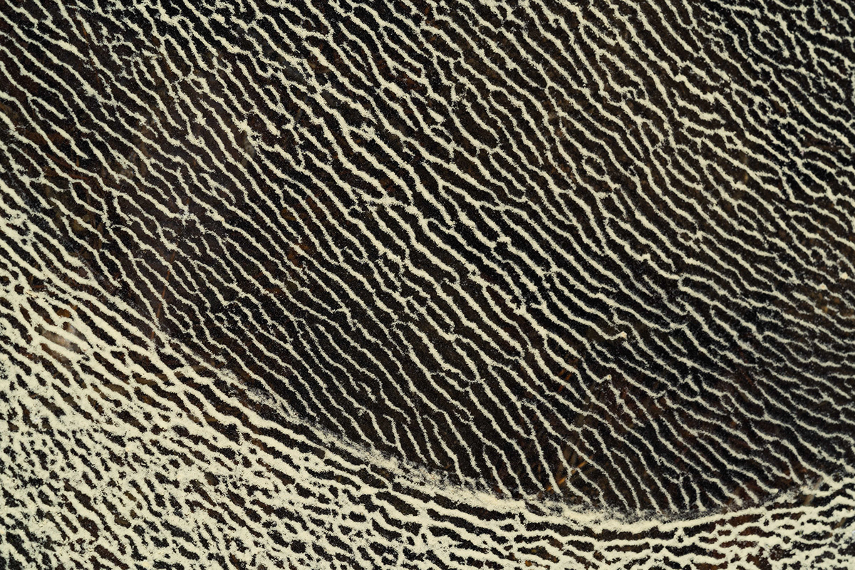 abstract Pollen pattern formation water macro texture norway thatbloom