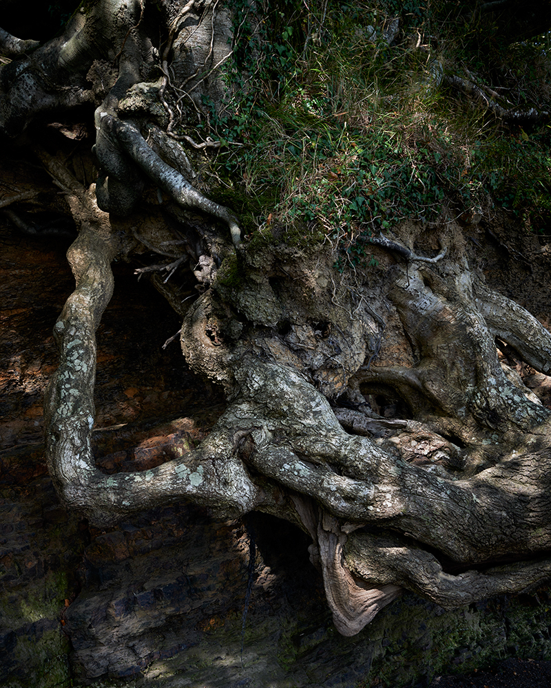 Adobe Portfolio Estuary wales trees roots rocks shale tidal