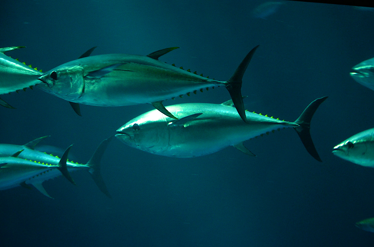 jelly fish Sea horses underwater sardines tuna fish