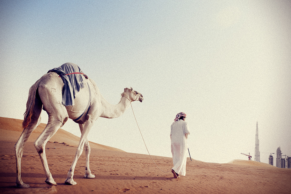 dubai  Desert Landscape  falcon  camel  portrait  Travel  middle east arabic