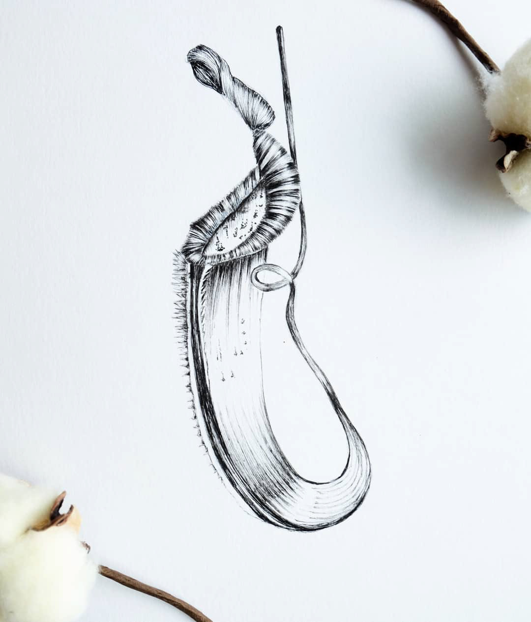 Illustration of a pitcher plant found in borneo, asia