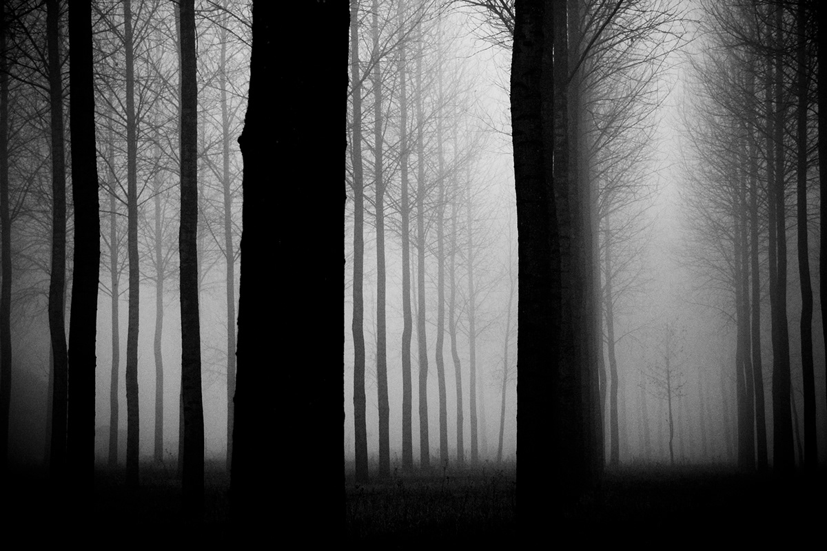 forest Nature mist fog quiet