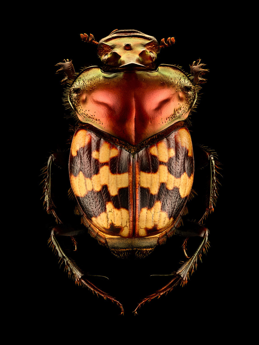 Nature macro macrophotography life colour bugs Insects beetles beauty evolution detail closeup microsculpture