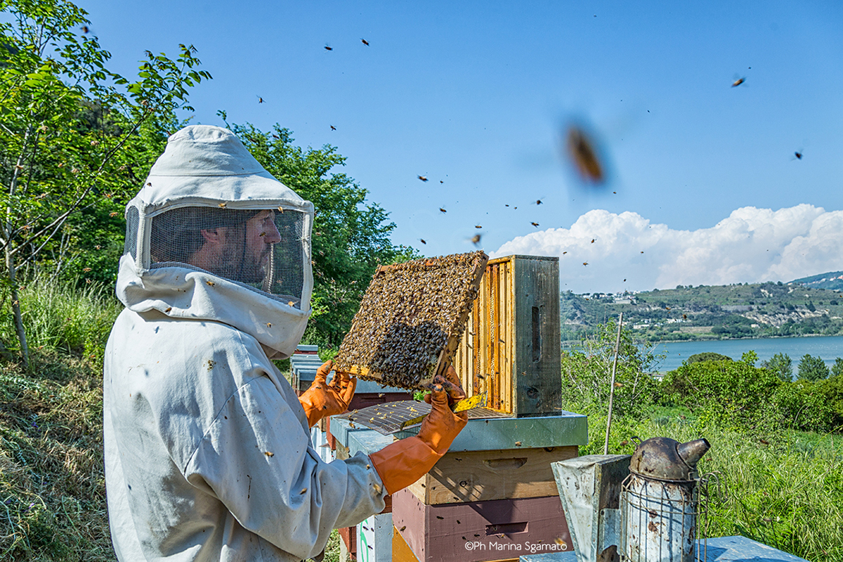 bee honey Nature Photography  Landscape animal Food  miele api reportage