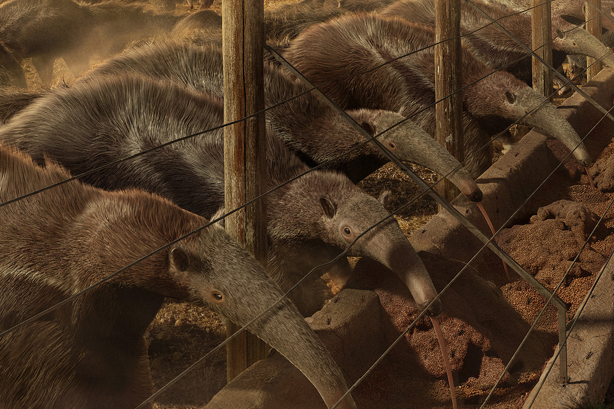 3D conservation arara tamandua Panda  CGI