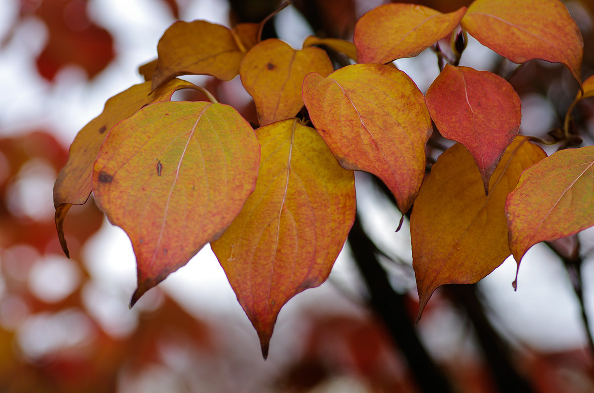 Laub leaves autumn herbst wood wald