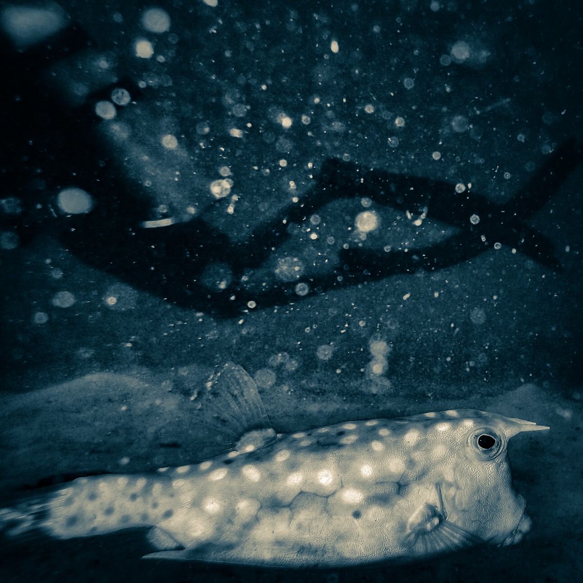 diving scuba underwater black and white monochrome sepia
