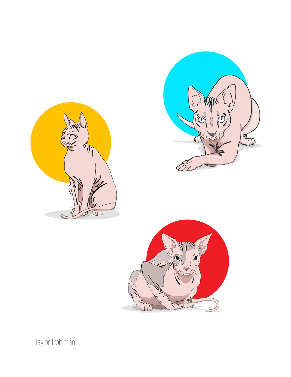 adobe illustrator cats portrait digital
