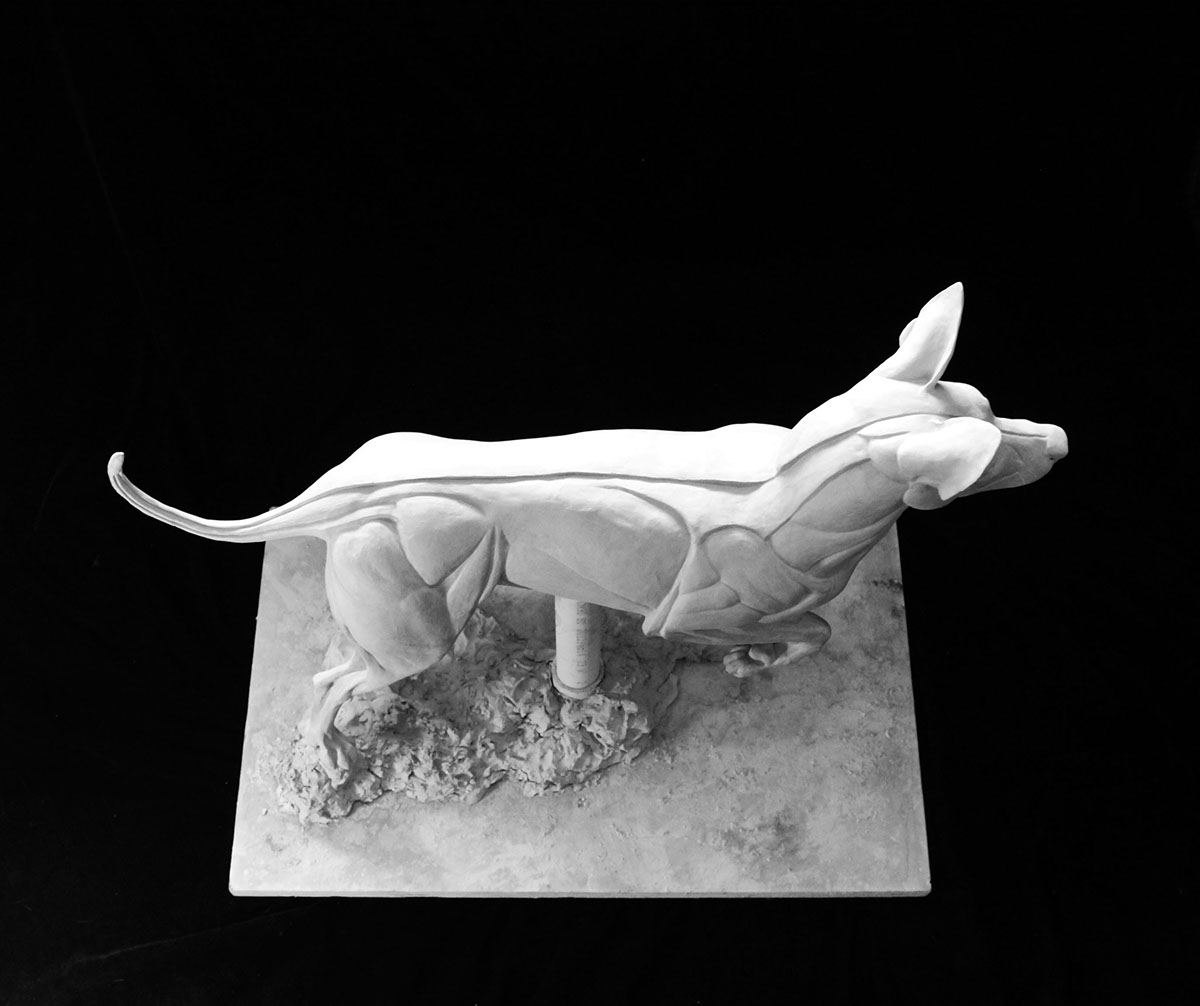 dog animal anatomy sculpture muscles skin