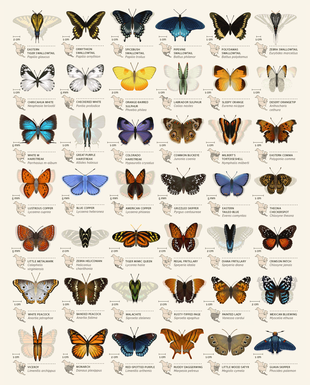 Butterfly Identification Chart Behance