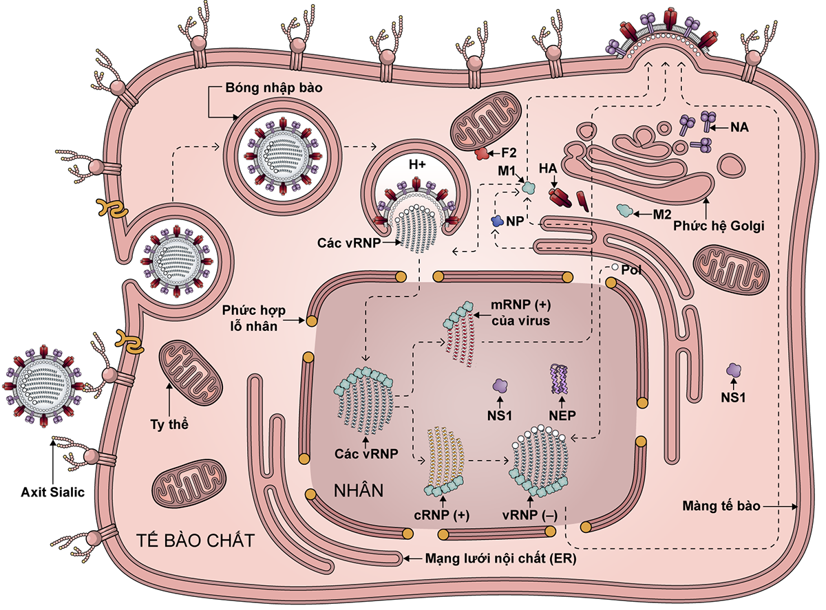 science biology scientific illustration medical medicine influenza virus biotech