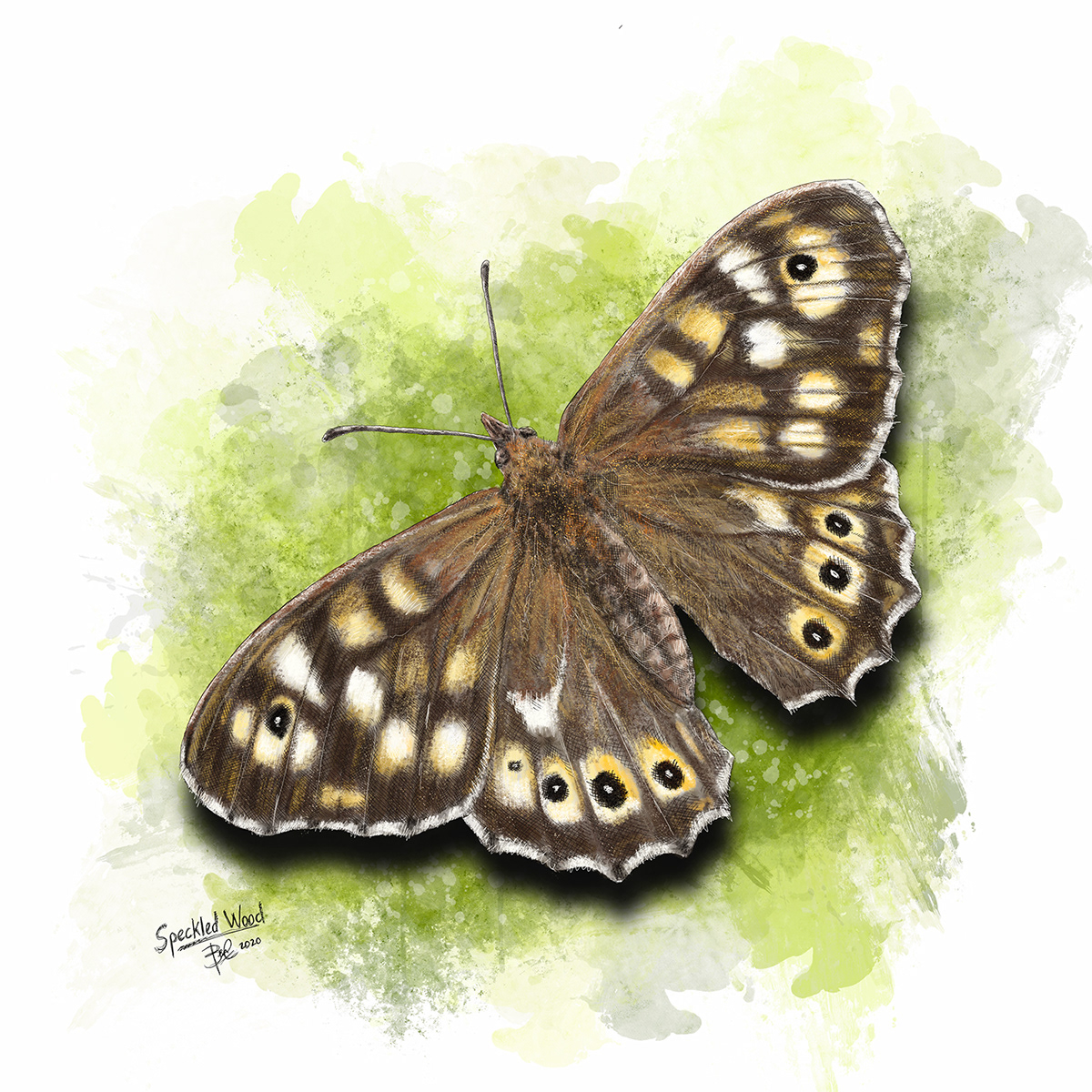 butterfly art digital illustration ILLUSTRATION  insect art Procreate Wildlife Illustration
