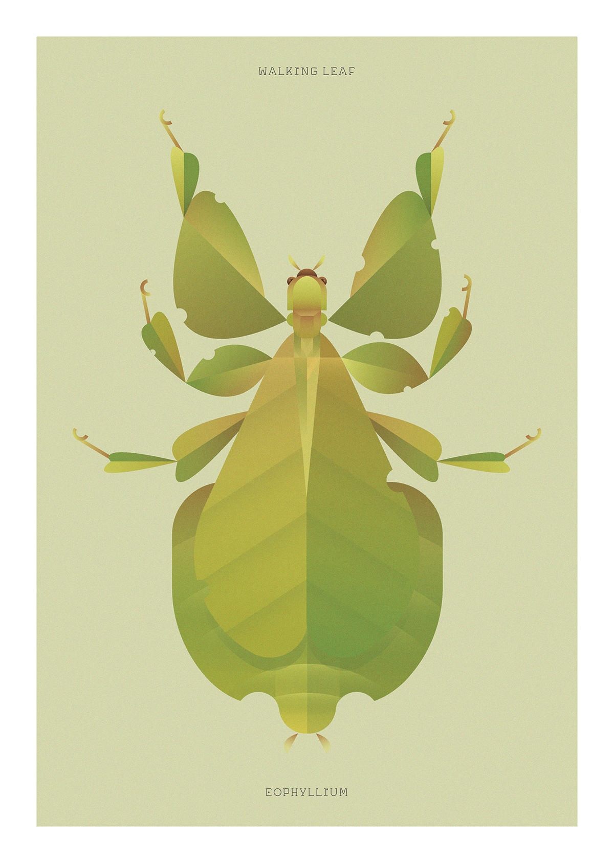 bug ILLUSTRATION  insect insect world