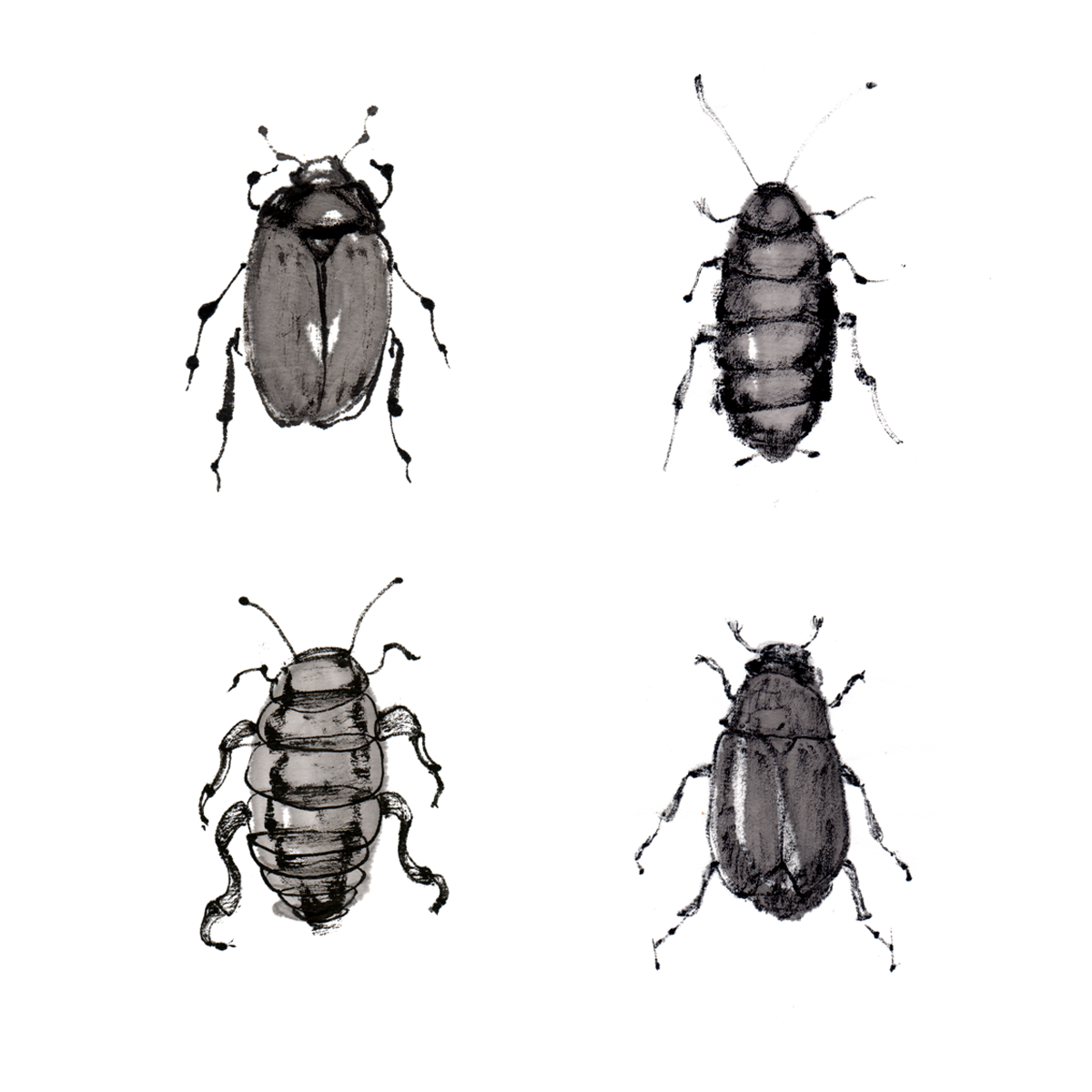 ink roaches beetles Insects Nature decorative