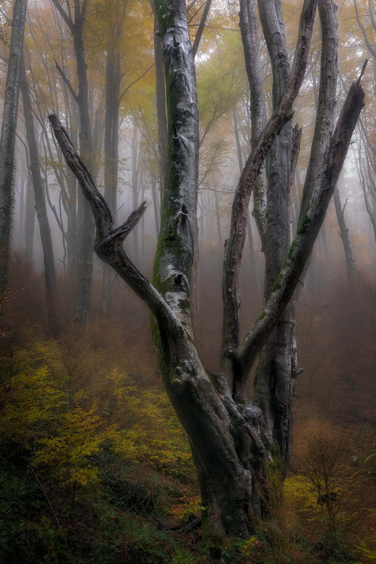 ancient tree Fall fog forest girona Tree 