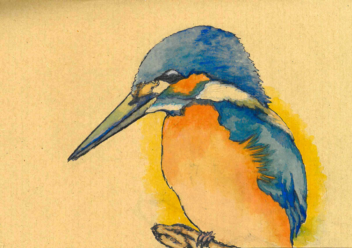 birds watercolour sketchbook pen colour illustrations