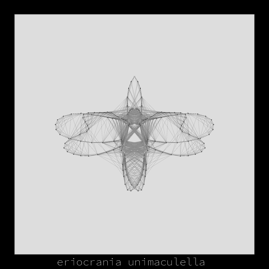 insect insecta madro generative processing java creative research study