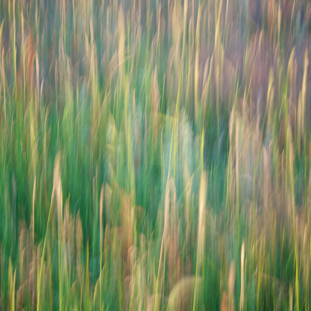 meadow Sweden