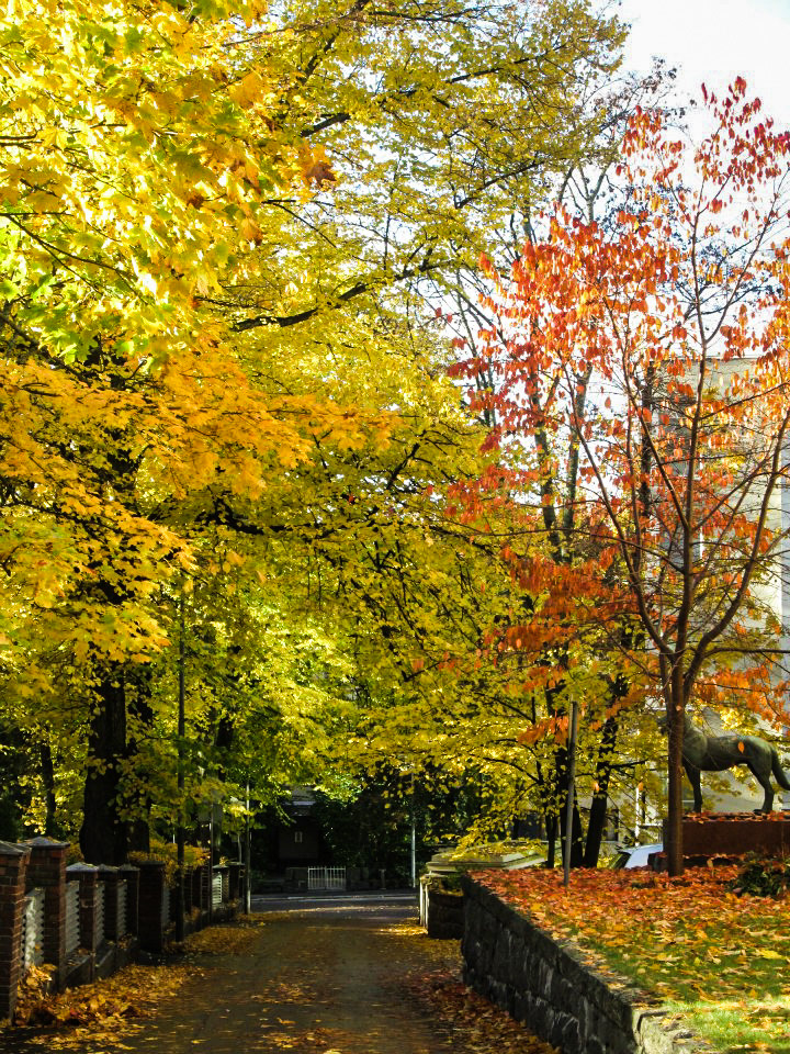 Nature outdoors finland suomi autumn helsinki porvoo Tampere Turku Forests wilderness nuuksio