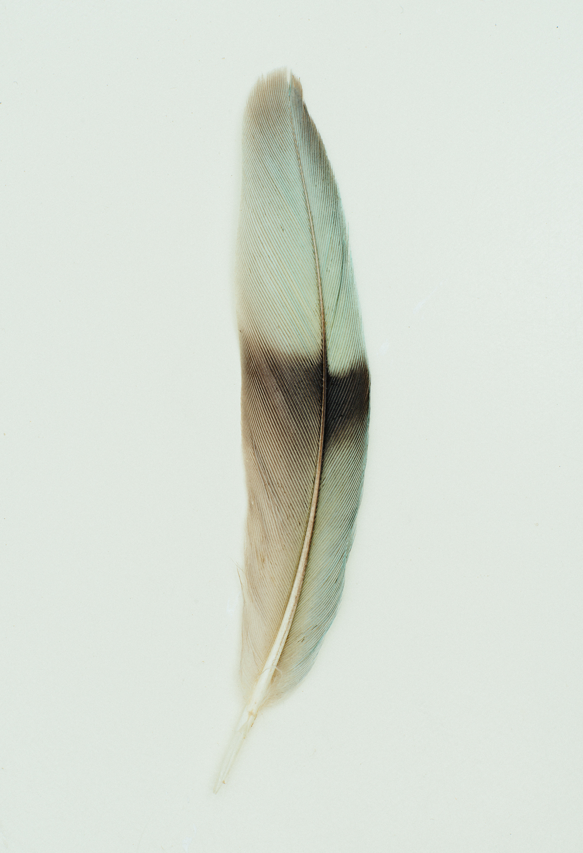 feathers stilllife