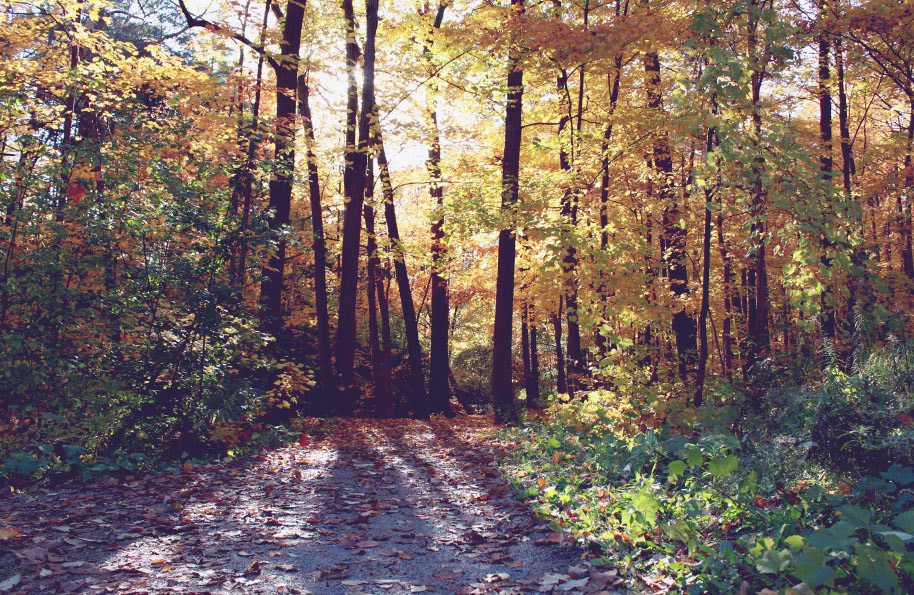 Fall photoshoot forest bakkanekko