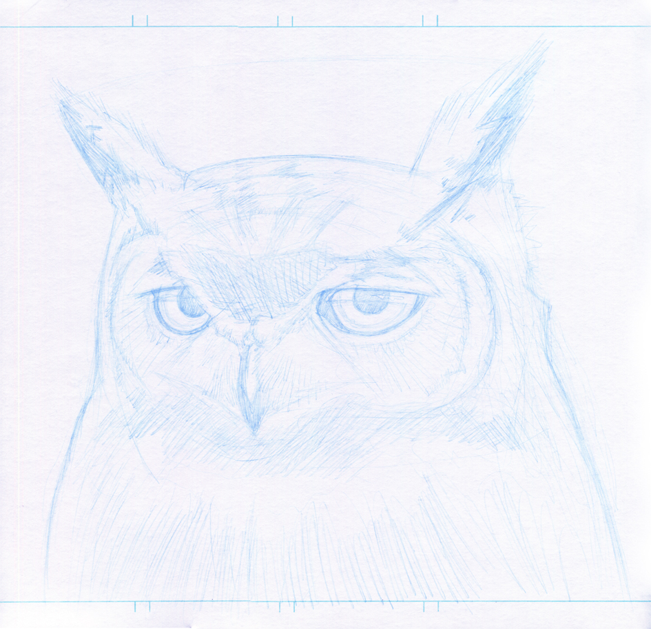 owl indian ink animal bird brush pen pencil blue black forest Tree  eye feathers