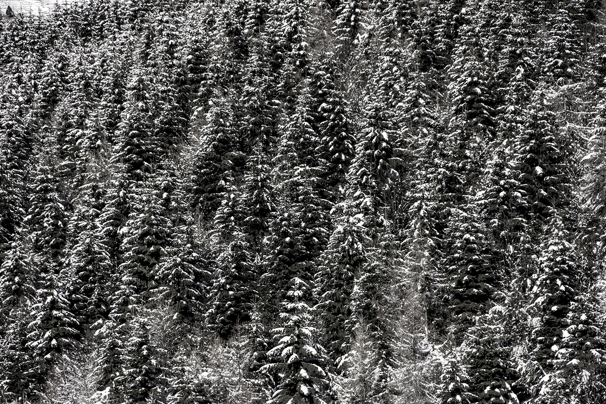 mountain Dolomiti thaw mountain thaw winter thaw pianezze ice thaw winter mountain ice Nature bosco woods pini wood snow woods