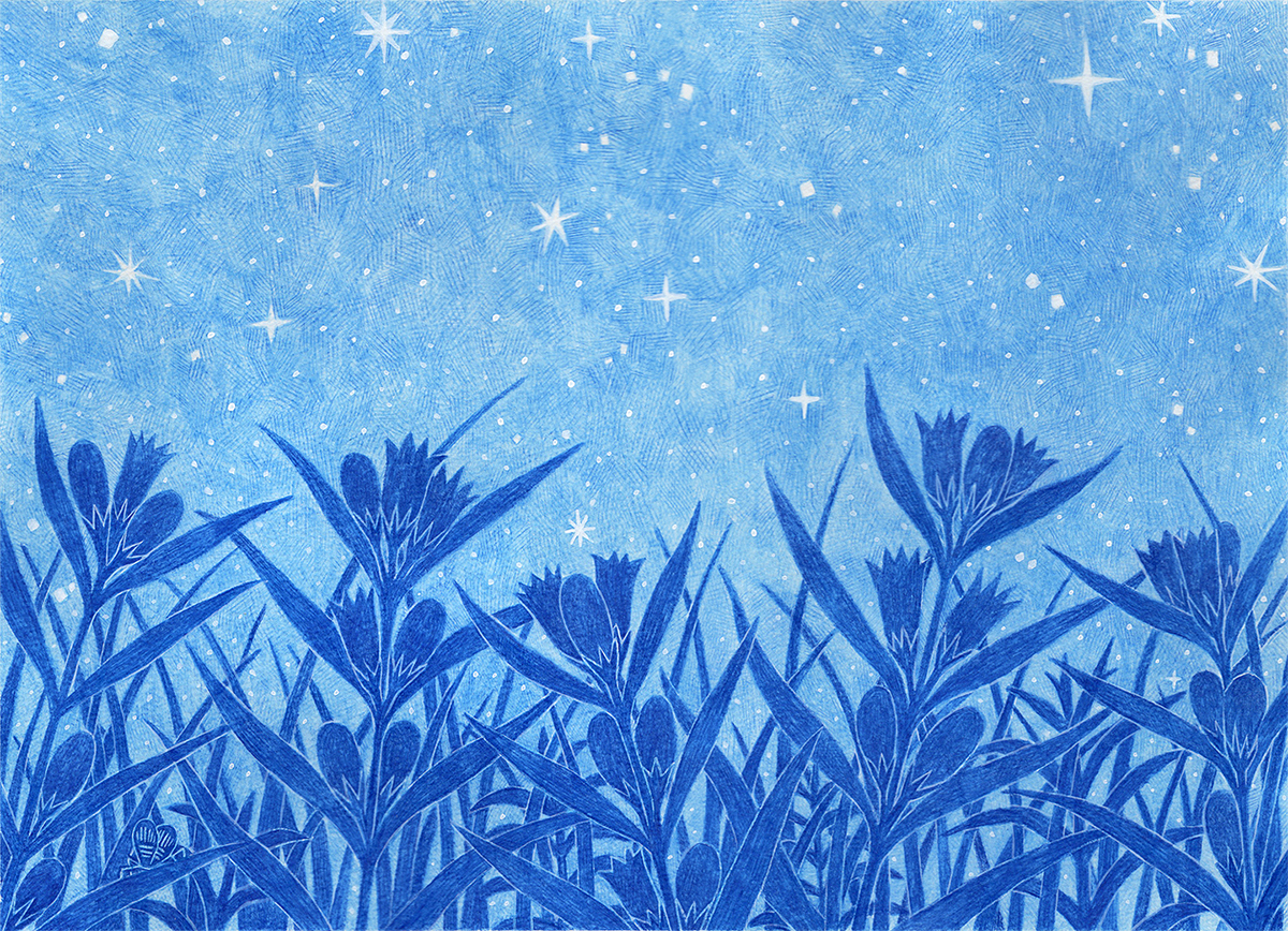 autumn gentian flower night Cricket star SKY blue shine